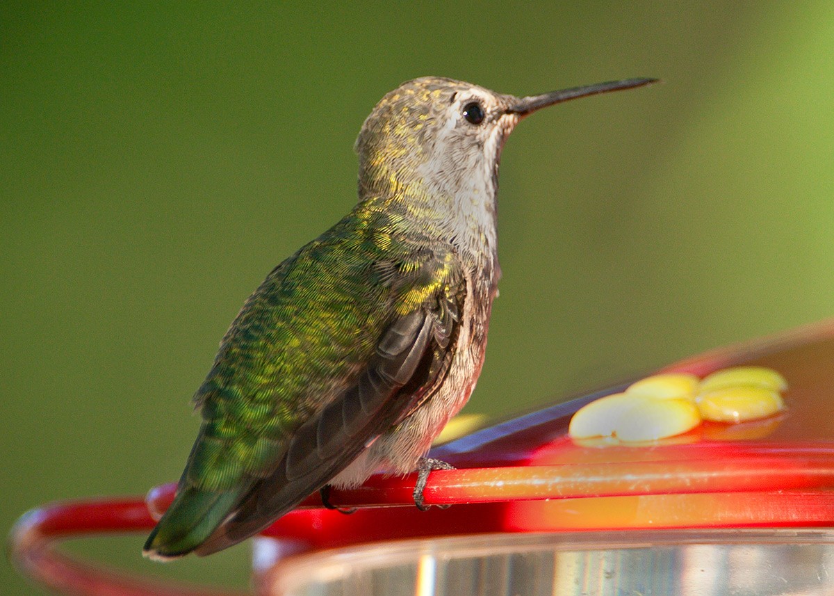 Anna's Hummingbird - Doug Backlund