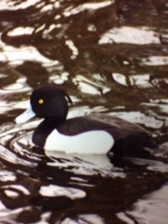 Tufted Duck - ML45361291