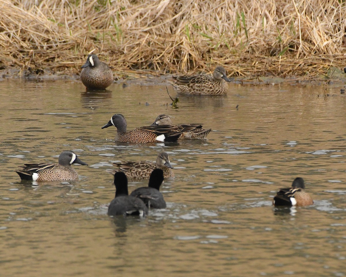 Blue-winged Teal - ML453615491