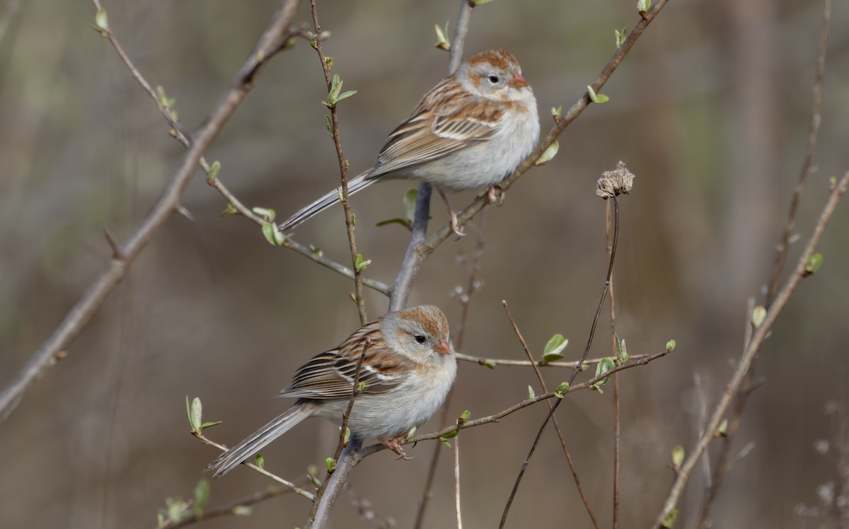 Field Sparrow - ML453617231