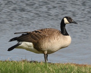 Canada Goose, ML453618011