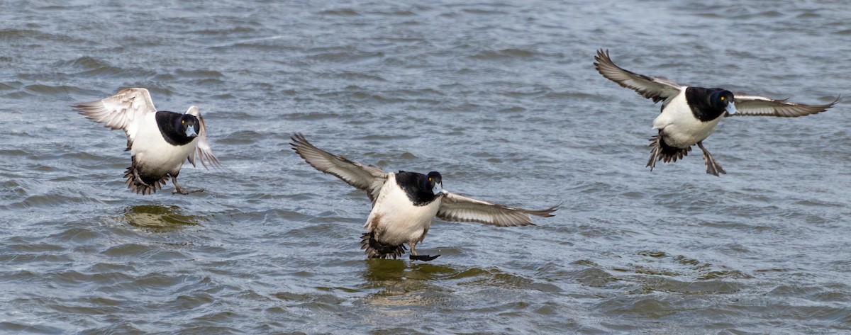 Greater Scaup - ML453631651