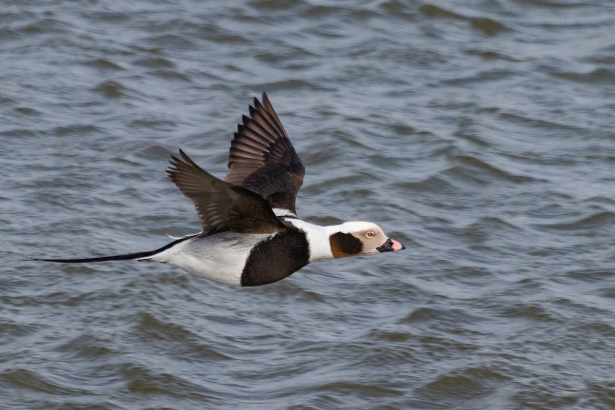 Long-tailed Duck - ML453631911