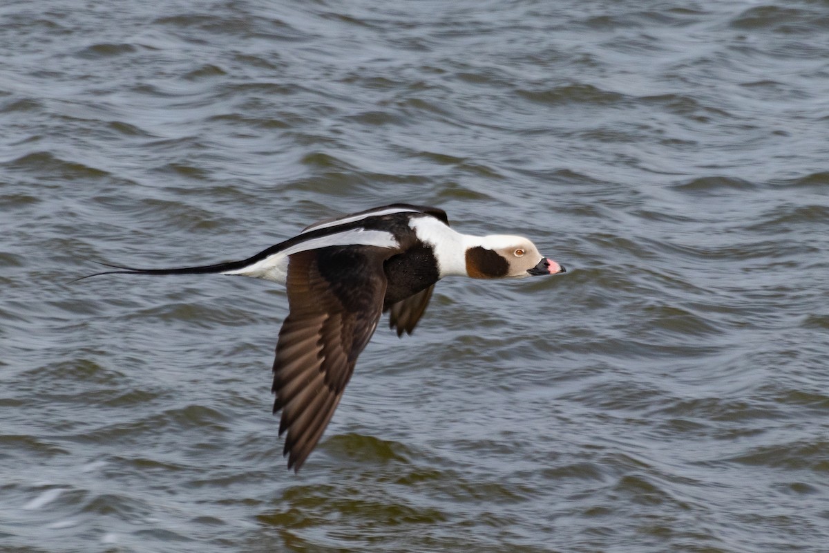 Long-tailed Duck - ML453631941