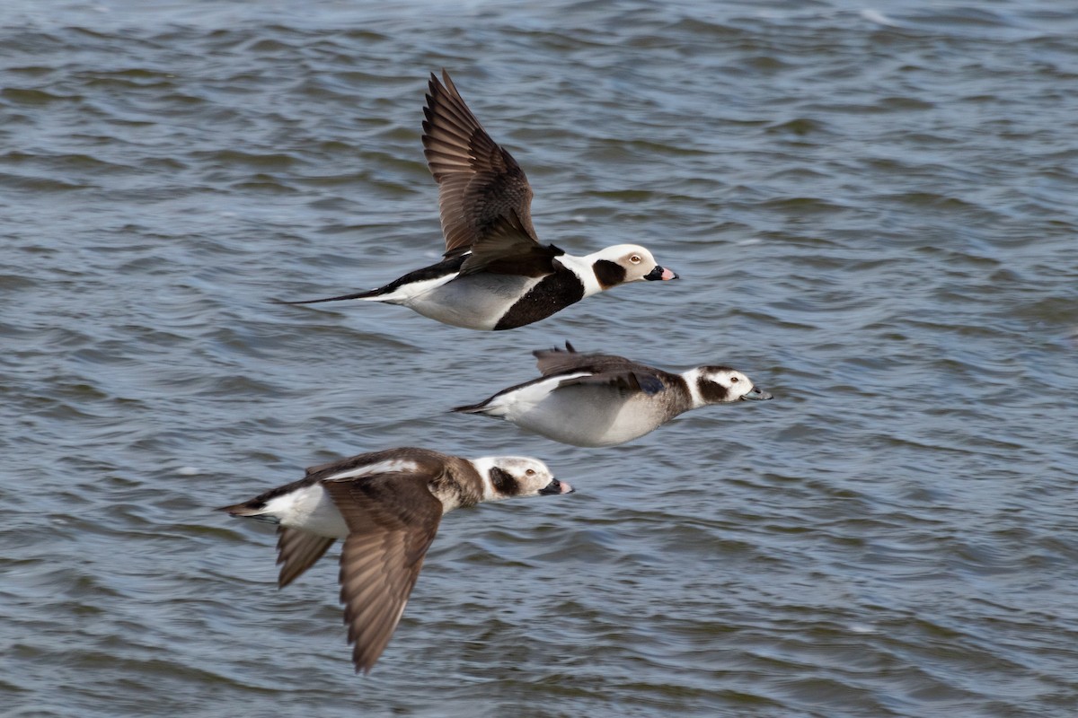 Long-tailed Duck - ML453631961