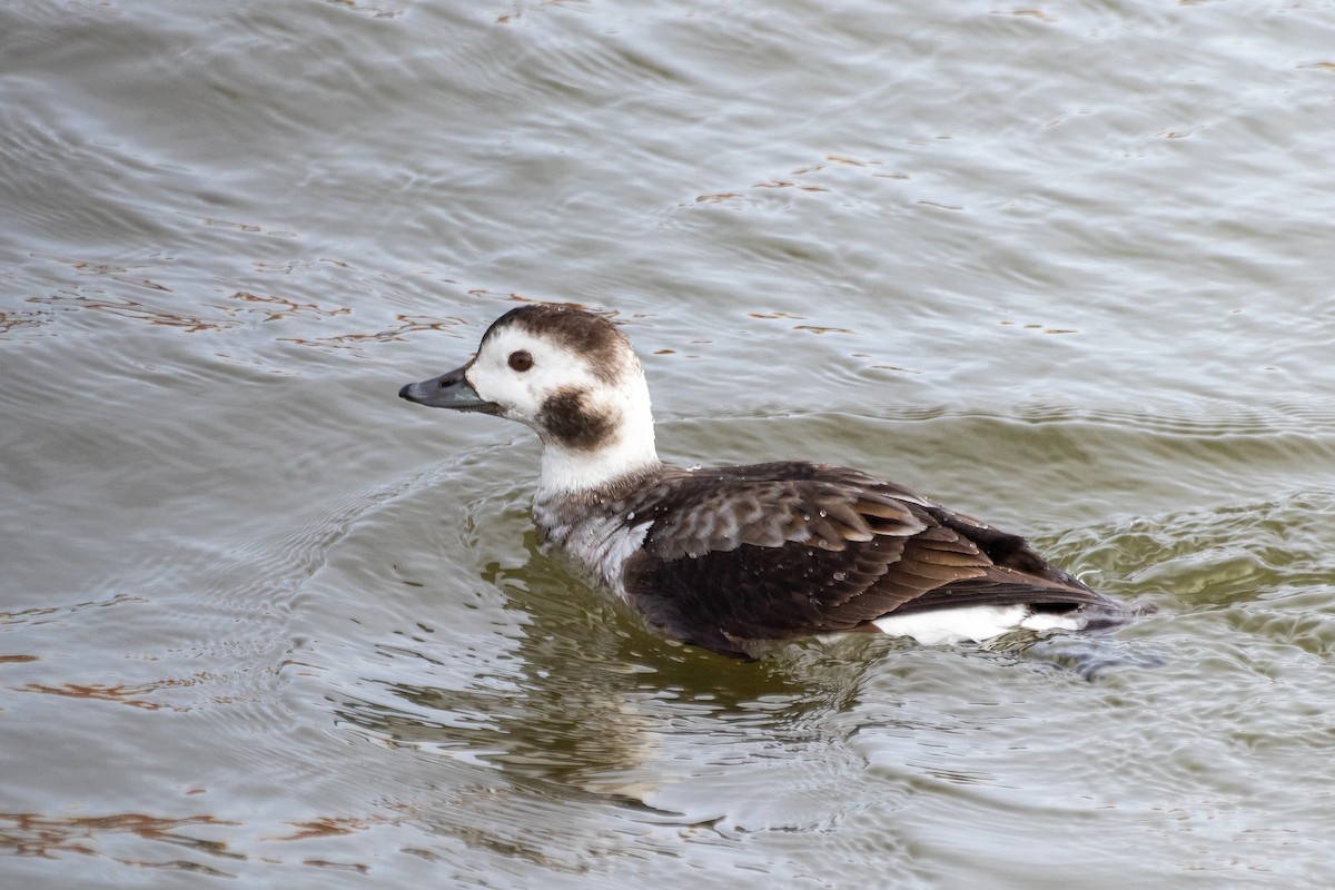 Long-tailed Duck - ML453631981