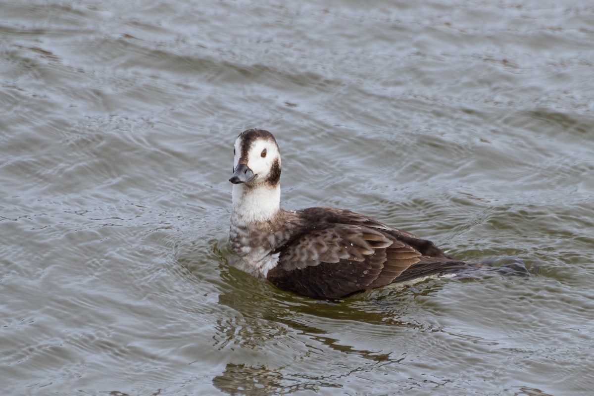 Long-tailed Duck - ML453631991