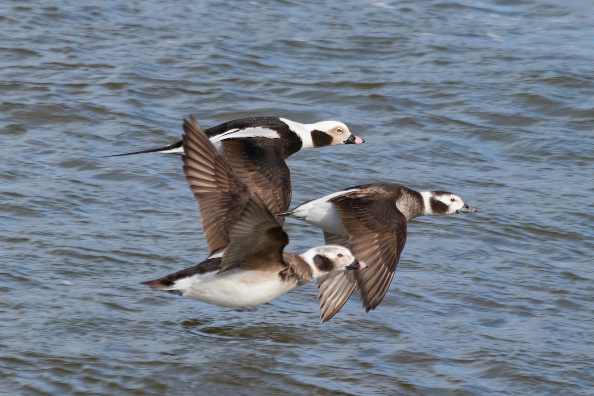 Long-tailed Duck - ML453632011