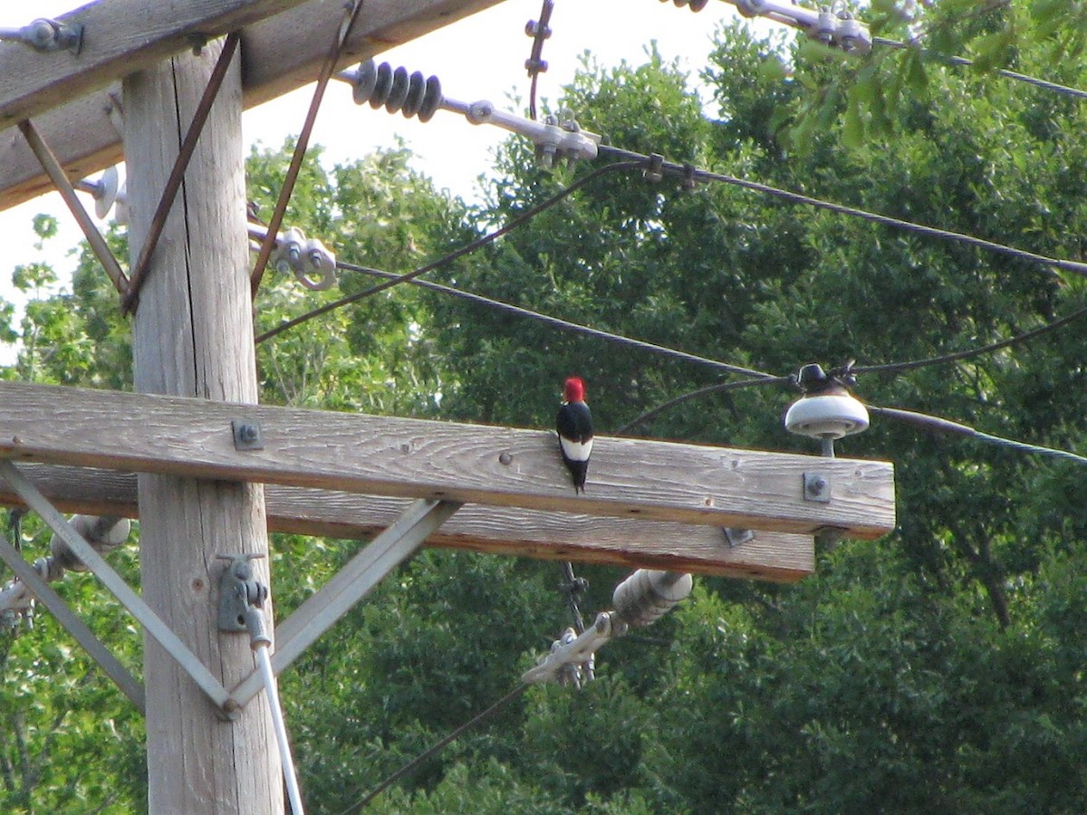 Red-headed Woodpecker - ML45363461