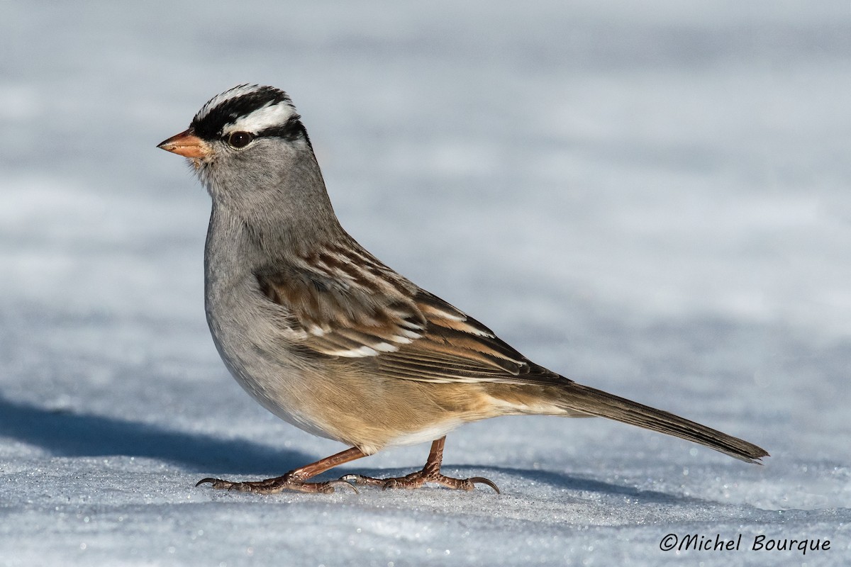 White-crowned Sparrow - Michel Bourque