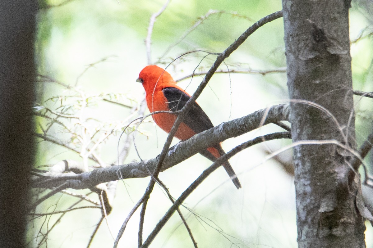 Scarlet Tanager - ML453640311