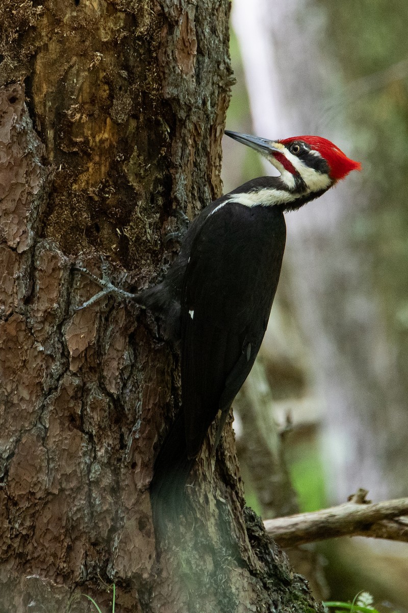 Pileated Woodpecker - ML453640441