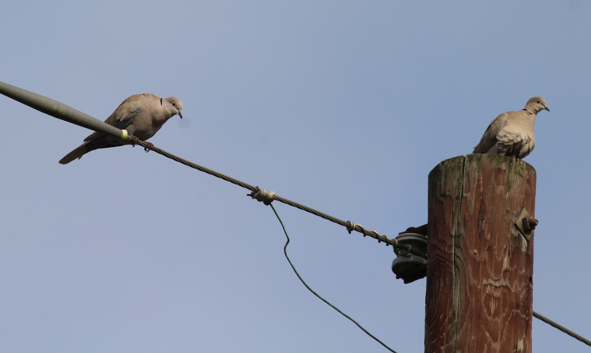 Eurasian Collared-Dove - Mitch Foret