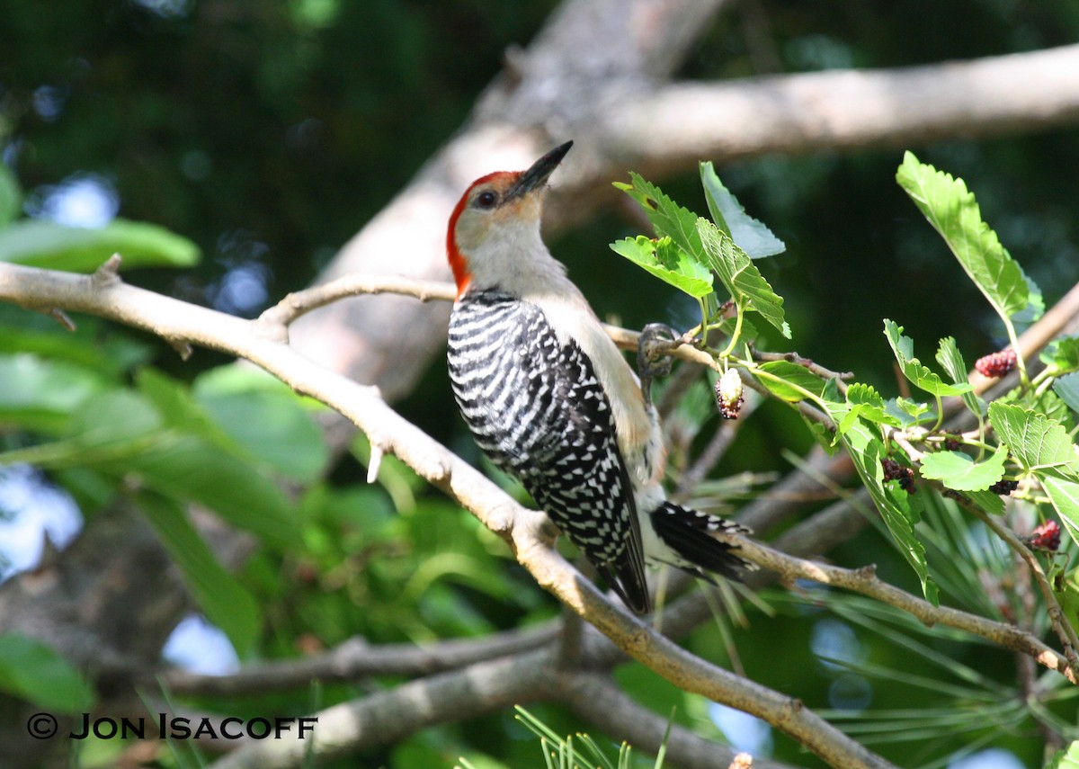 Red-bellied Woodpecker - Jon Isacoff