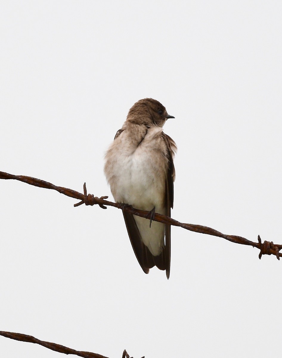 Northern Rough-winged Swallow - ML453645231
