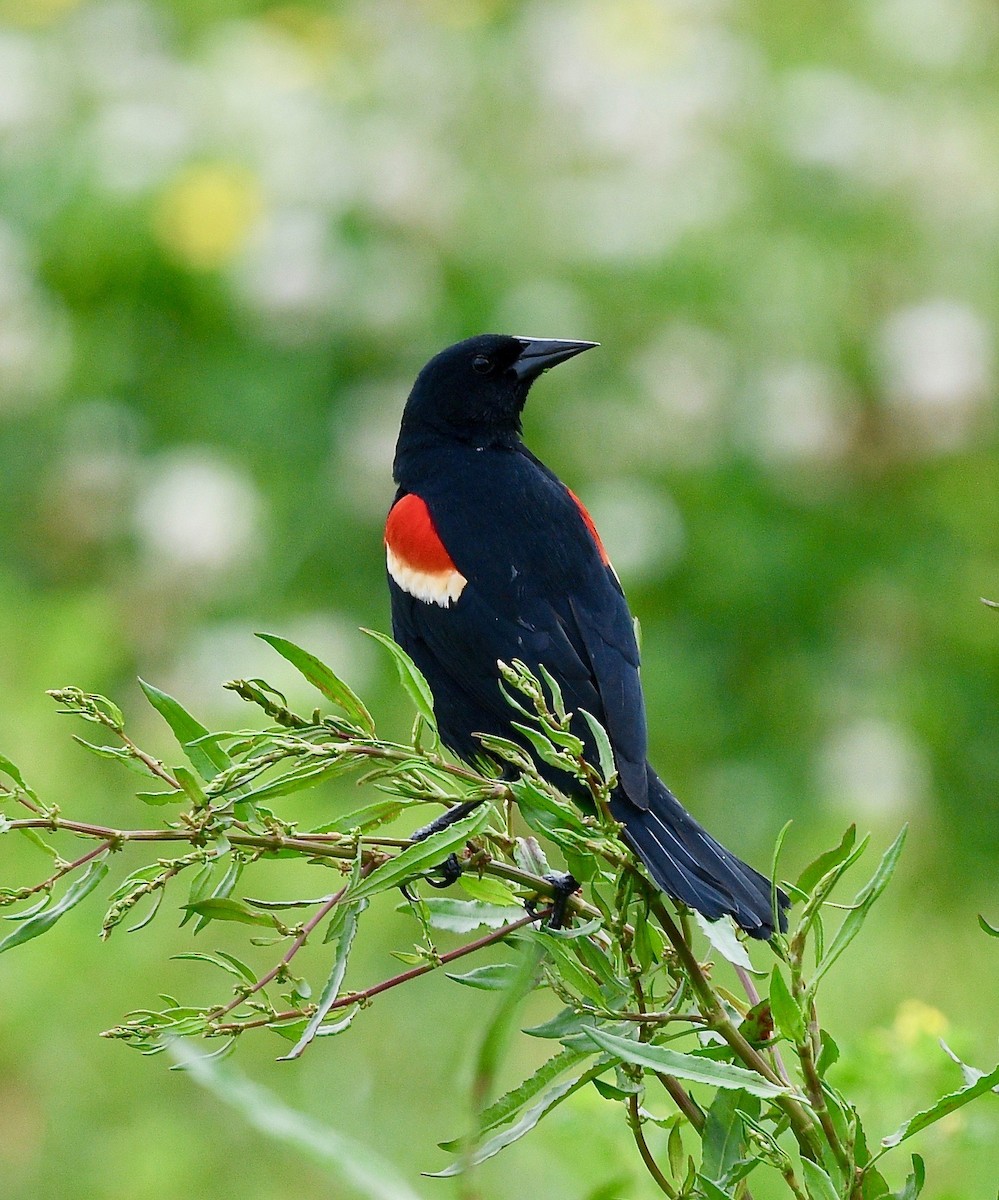Red-winged Blackbird - Win Ahrens