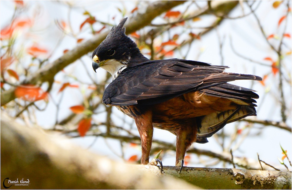Rufous-bellied Eagle - P.A.Anish Elanad