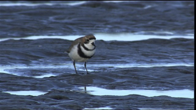 Two-banded Plover - ML453648