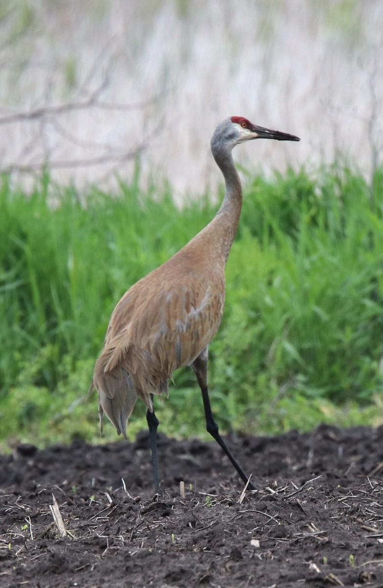 Sandhill Crane - ML453650871