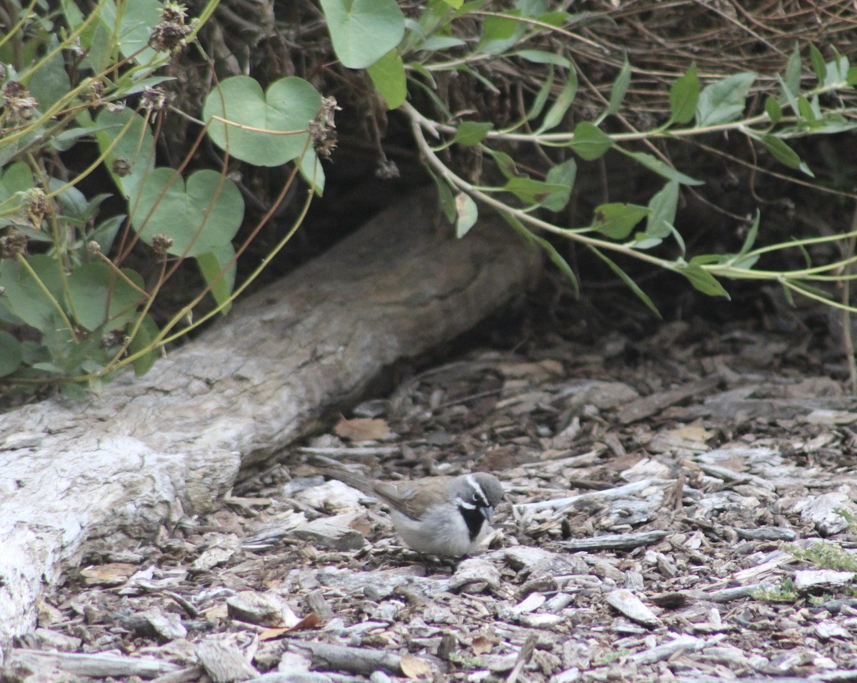 Black-throated Sparrow - ML453653281