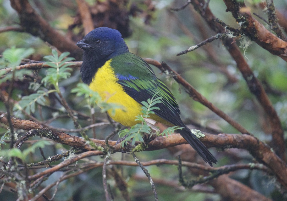 Black-chested Mountain Tanager - Kevin Scaldeferri