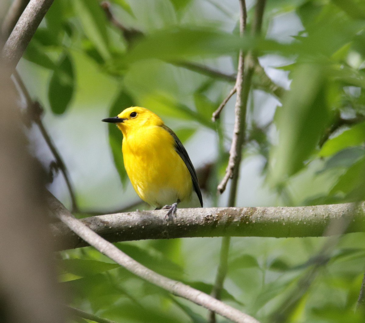 Prothonotary Warbler - ML453655051
