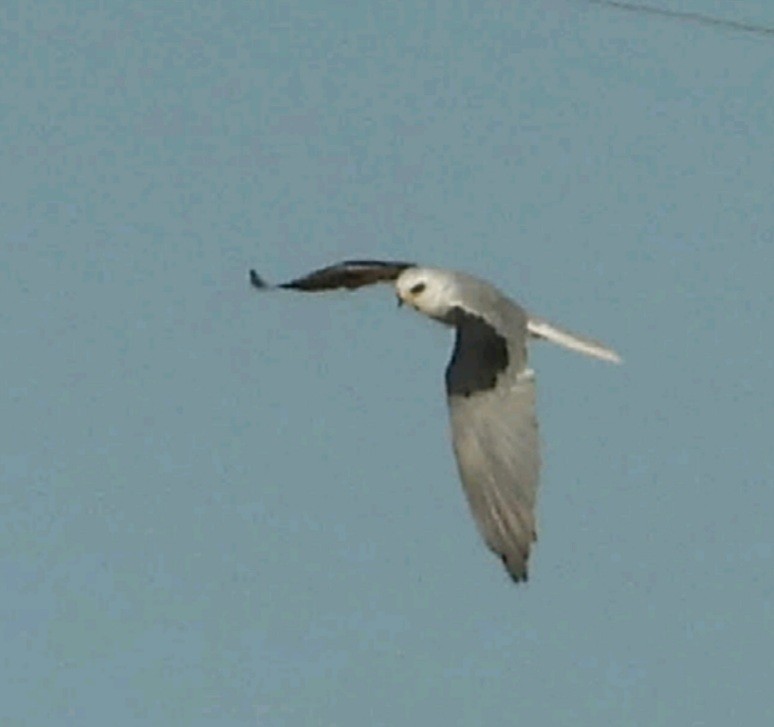 White-tailed Kite - ML453655311