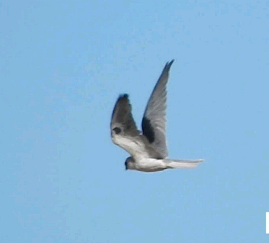 White-tailed Kite - ML453655321