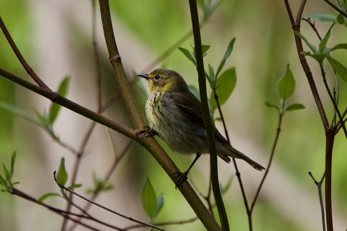 Cape May Warbler - ML453659091