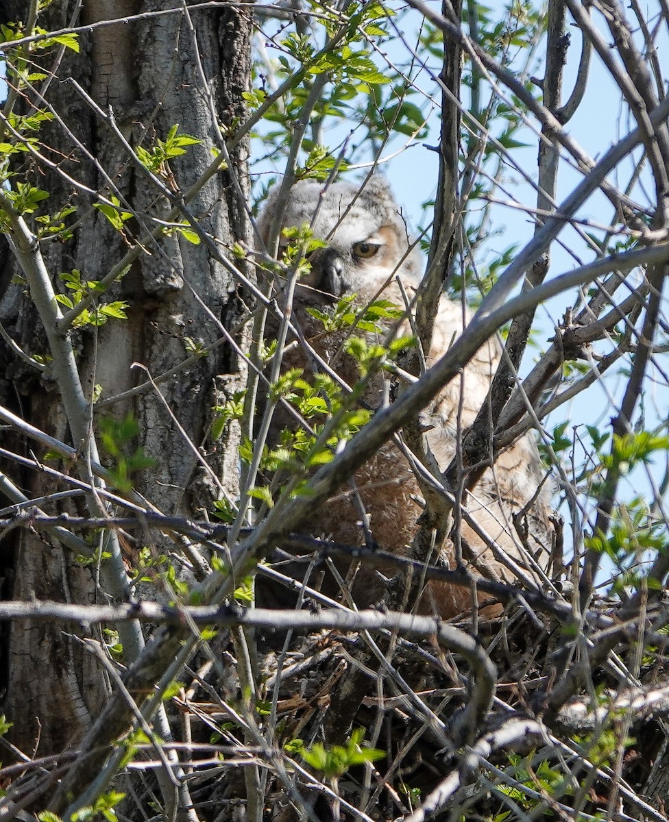 Great Horned Owl - ML453663931