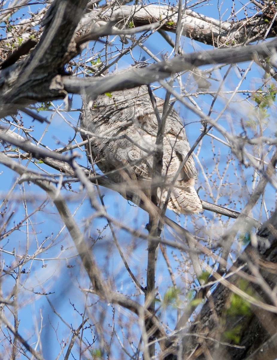 Great Horned Owl - ML453663961