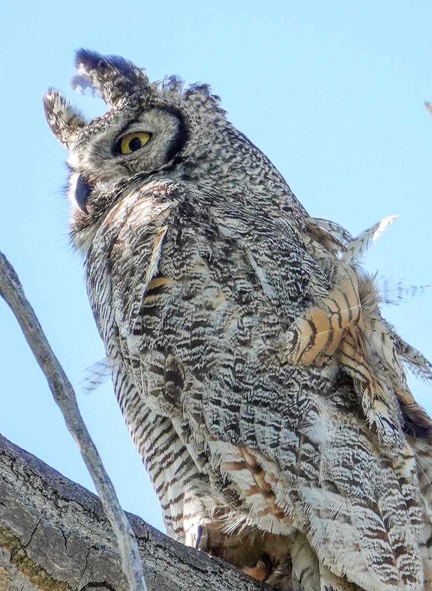 Great Horned Owl - ML453663991