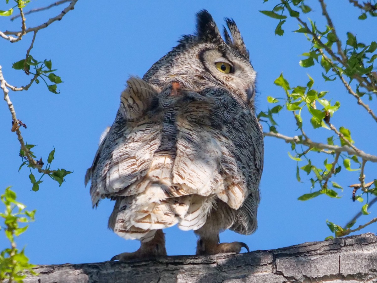 Great Horned Owl - ML453666091