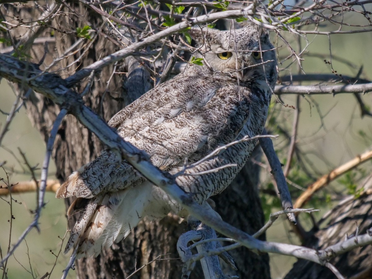 Great Horned Owl - ML453666131