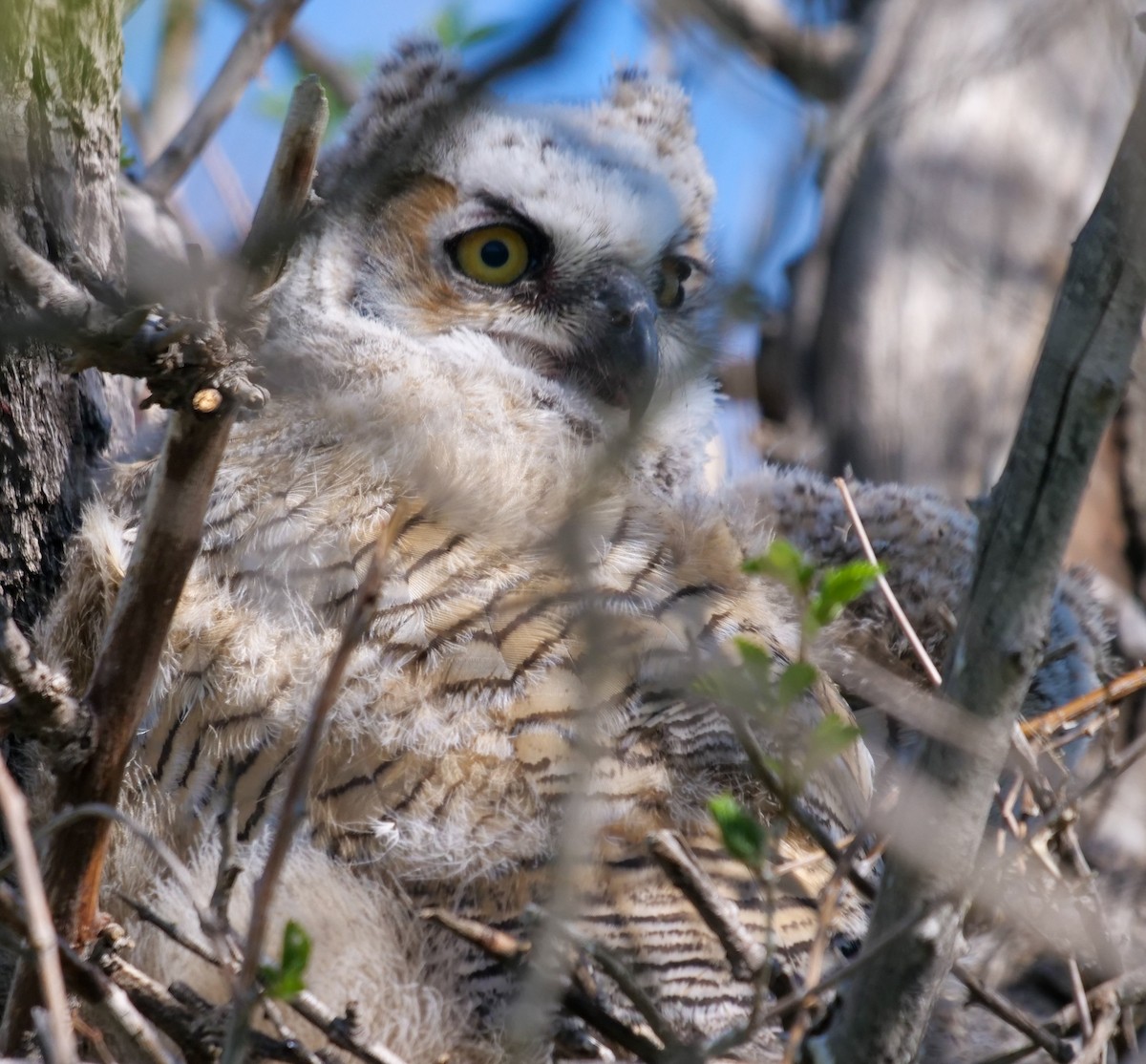 Great Horned Owl - ML453666251