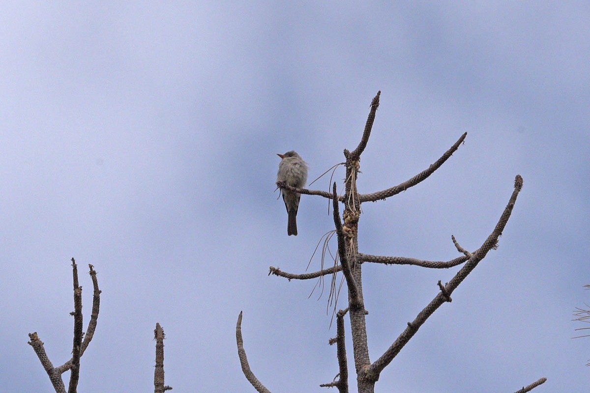 Greater Pewee - ML453667841