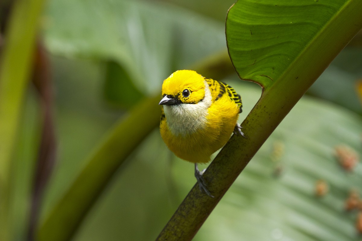 Silver-throated Tanager - Charley Hesse TROPICAL BIRDING