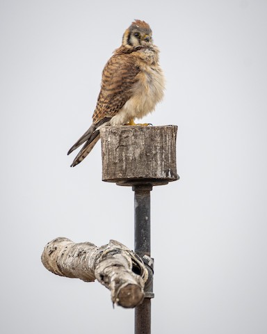 American Kestrel - James Kendall