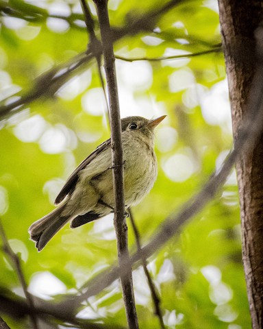 Western Flycatcher (Pacific-slope) - James Kendall