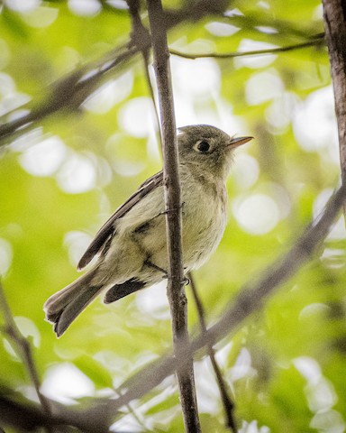 Pacific-slope Flycatcher - James Kendall