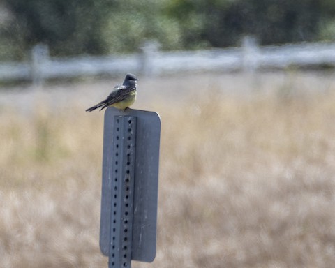 Cassin's Kingbird - James Kendall