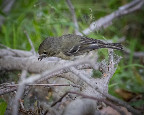 Hutton's Vireo - James Kendall