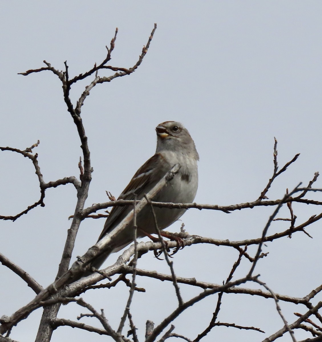 American Tree Sparrow - ML453671711