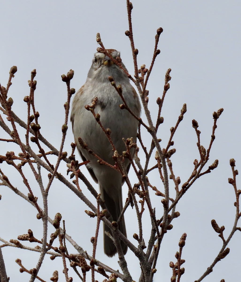 American Tree Sparrow - ML453671721