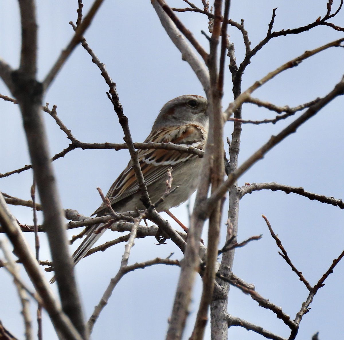 American Tree Sparrow - ML453671731