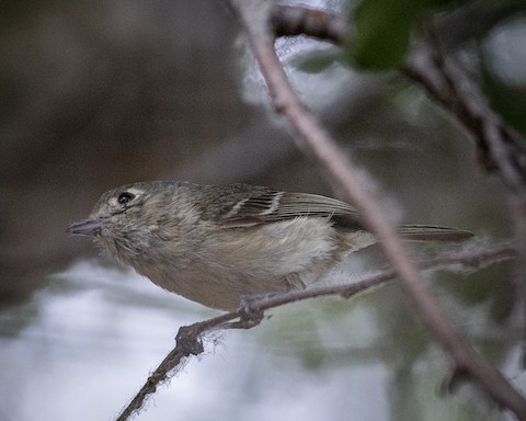 Hutton's Vireo - James Kendall