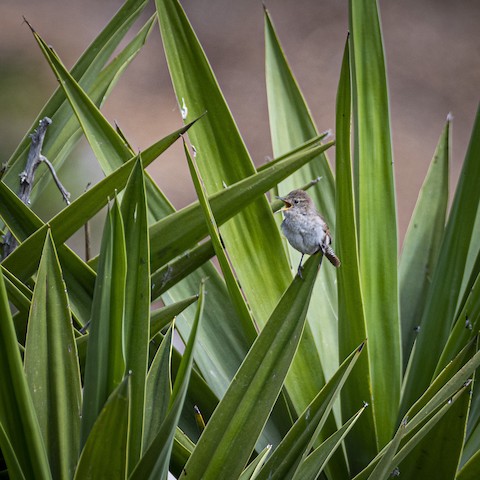 House Wren - James Kendall