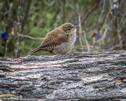 House Wren - James Kendall