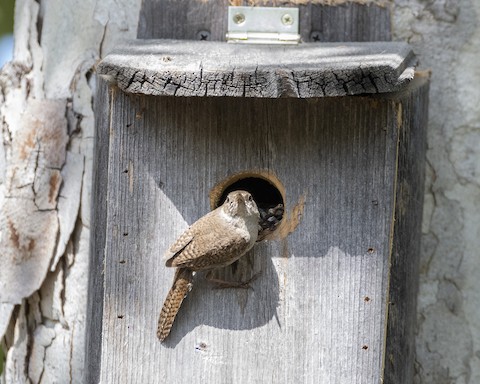 House Wren - James Kendall