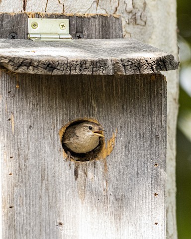 House Wren - James Kendall